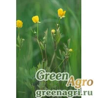 Семена Лютик ползучий (Ranunculus repens) 5 гр.