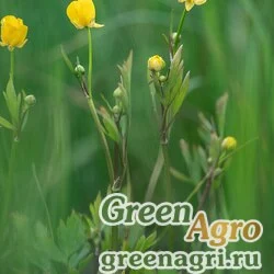 Семена Лютик ползучий (Ranunculus repens) 5 гр.