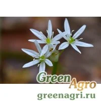 Семена Лук медвежий (Allium ursinum) 30 гр.