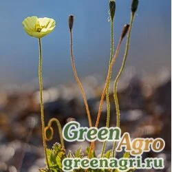 Семена Мак лапландский арктический (Papaver lapponicum var.arcticum) 2 гр.