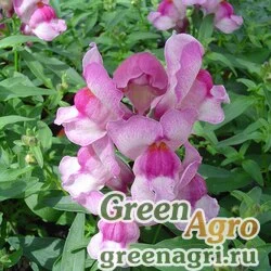 Семена Львиный зев (Антирринум) большой (Antirrhinum majus) "Snappy F1" (mauve) Raw 1000 шт.