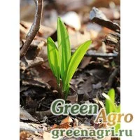 Семена Лук охотский (Allium ochotense) 5 гр.