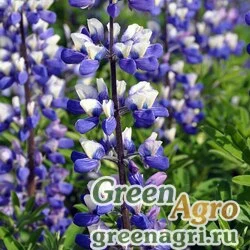 Люпин нутканский (Lupinus nootkanensis) 1.5 гр.
