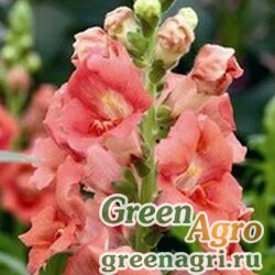Семена Львиный зев (Антирринум) большой (Antirrhinum majus) "La Bella F1" (bronze) raw Произв. 1000 шт.