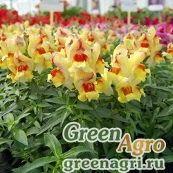 Семена Львиный зев (Антирринум) большой (Antirrhinum majus) "Snappy F1" (peach flame) Raw 1000 шт.