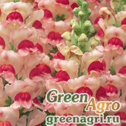 Семена Львиный зев (Антирринум) большой (Antirrhinum majus) "Appleblossom" 30 гр.