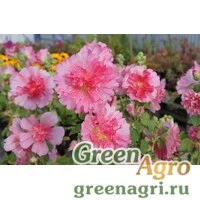Семена Мальва (Штокроза) розовая (Alcea rosea annua) "Spring Celebrities" (rose) raw 1000 шт.