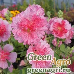 Семена Мальва (Штокроза) розовая (Alcea rosea annua) "Spring Celebrities" (rose) raw 1000 шт.