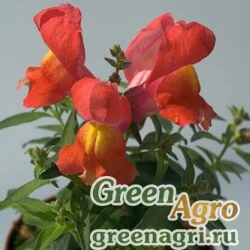 Семена Львиный зев (Антирринум) большой (Antirrhinum majus) "Snappy F1" (orange) raw 1000 шт.