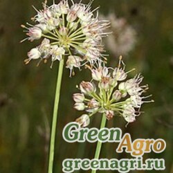 Семена Лук пахучий (Allium suaveolens) 4 гр.