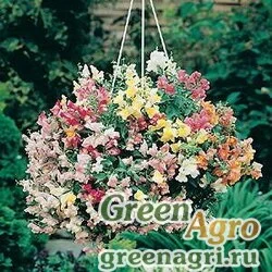 Семена Львиный зев (Антирринум) большой (Antirrhinum majus) "Magic Lanterns" (mix) 0.6 гр.