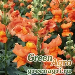 Семена Львиный зев (Антирринум) большой (Antirrhinum majus) "Liberty Classic F1" (bronze) raw 1000 шт.