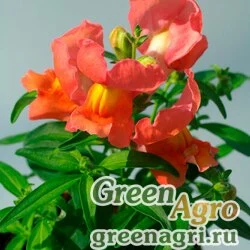 Семена Львиный зев (Антирринум) большой (Antirrhinum majus) "Snappy F1" (bronze) Raw 1000 шт.