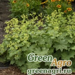 Манжетка мягкая (Alchemilla mollis) 4 гр.