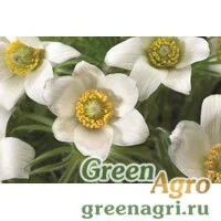 Семена Прострел обыкновенный (Pulsatilla vulgaris) "Pinwheel" (white) raw 1000 шт.