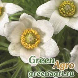 Семена Прострел обыкновенный (Pulsatilla vulgaris) "Pinwheel" (white) raw 1000 шт.