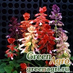 Семена Сальвия блестящая Salvia splendens Pharaoh mixed Raw 1000