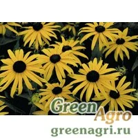 Семена Рудбекия блестящая (Rudbeckia fulgida) "Goldsturm" (golden yellow) apex 1000 шт.