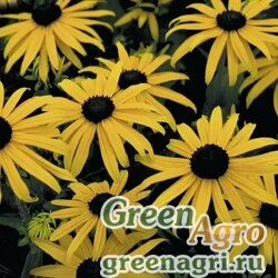 Семена Рудбекия блестящая (Rudbeckia fulgida) "Goldsturm" (golden yellow) apex 1000 шт.