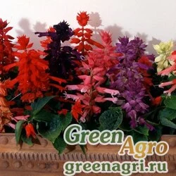 Семена Сальвия блестящая Salvia splendens Magic formula mixture Raw 100