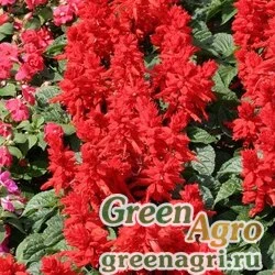 Семена Сальвия блестящая Salvia splendens Sahara Red Raw 25