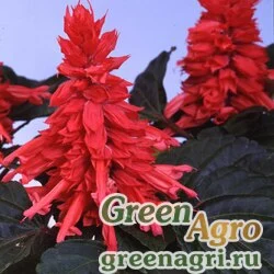 Семена Сальвия блестящая (Salvia splendens) "Amore" (rose) raw 1000 шт.