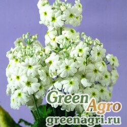 Семена Примула нежная (Primula malacoides) "Juliet" (formula mixture) raw 1000 шт.