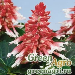 Семена Сальвия блестящая (Salvia splendens) "Amore" (rose bicolour) raw 1000 шт.