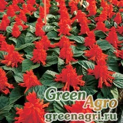 Семена Сальвия блестящая (Salvia splendens) "Red Alert" (red) raw 5000 шт.