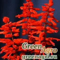 Семена Сальвия блестящая Salvia splendens Carabiniere red Raw 100
