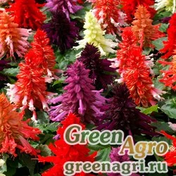 Семена Сальвия блестящая Salvia splendens Reddy formula mixture Raw 1000
