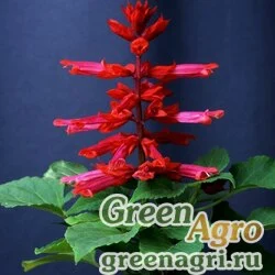 Семена Сальвия блестящая Salvia splendens Magic scarlet Raw 100