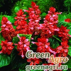 Семена Сальвия блестящая Salvia splendens Pharaoh red Raw 100