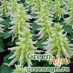 Семена Сальвия блестящая (Salvia splendens) "Reddy" (white) raw 1000 шт.