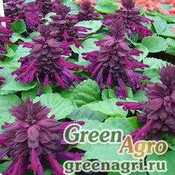 Семена Сальвия блестящая Salvia splendens Reddy purple Raw 1000