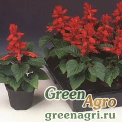 Семена Сальвия блестящая (Salvia splendens) "Flamex 2000" (scarlet) raw 1000 шт.