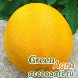 Семена Дыня Идиллия  (упак-50 гр.)