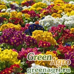 Семена Примула высокая (Primula elatior) "Crescendo F1" (mix) raw 1000 шт.
