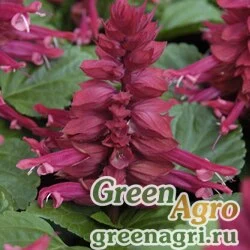 Семена Сальвия блестящая (Salvia splendens) "Amore" (plum) raw 1000 шт.