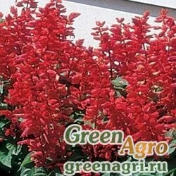 Семена Сальвия блестящая Salvia splendens FLARE RED Raw 1000