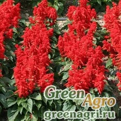 Семена Сальвия блестящая Salvia splendens Mojave F1 Red Elitech quality 5000