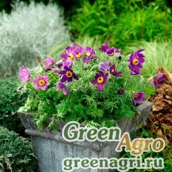 Семена Прострел обыкновенный (Pulsatilla vulgaris) "Pinwheel" (blue violet shades) raw 1000 шт.