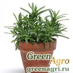 Розмарин лекарственный Rosmarinus officinalis ROSEMARY ROSEMARY Multi-pelleted 1000