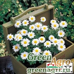 Семена Хризантема болотная (Chrysanthemum paludosum) "Snowland" (White) raw 1000 шт.