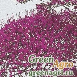 Трахелиум синий Trachelium caeruleum Lake Michigan Wine red Pelleted 1000