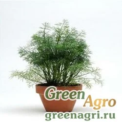 Укроп пахучий Anethum graveolens DILL FERNLEAF Multi-pelleted 1000