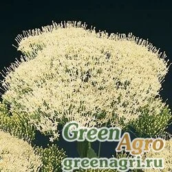 Трахелиум синий Trachelium caeruleum Lake Michigan White Pelleted 1000