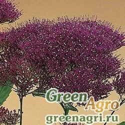 Трахелиум синий Trachelium caeruleum Lake Michigan Purple Pelleted 1000