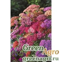 Семена Тысячелистник обыкновенный (Achillea millefolium) "Flowerburst F2" (red shades) raw 1000 шт.