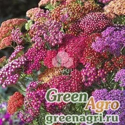 Семена Тысячелистник обыкновенный (Achillea millefolium) "Flowerburst F2" (red shades) raw 1000 шт.